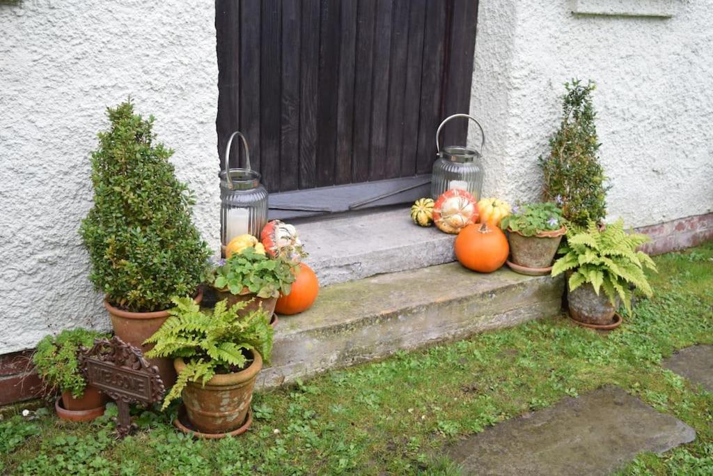 Cedra - Vintage Country Hideaway Axminster